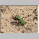 Cicindela campestris - Feld-Sandlaufkaefer 01 OS-Natruphagen-Waldweg.jpg
